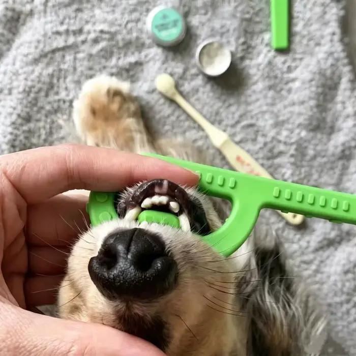 Outil d'aide au brossage pour chien