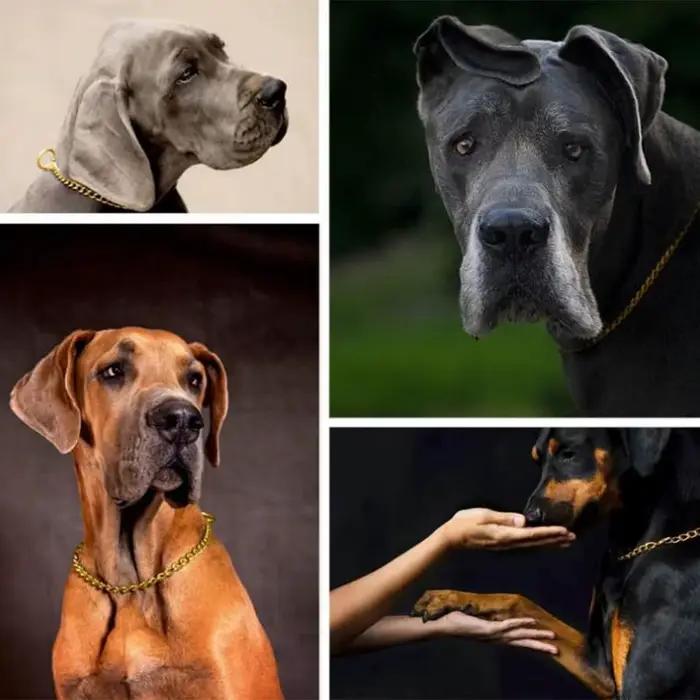 Collier de chien élégant en chaîne à maillons dorés et argentés