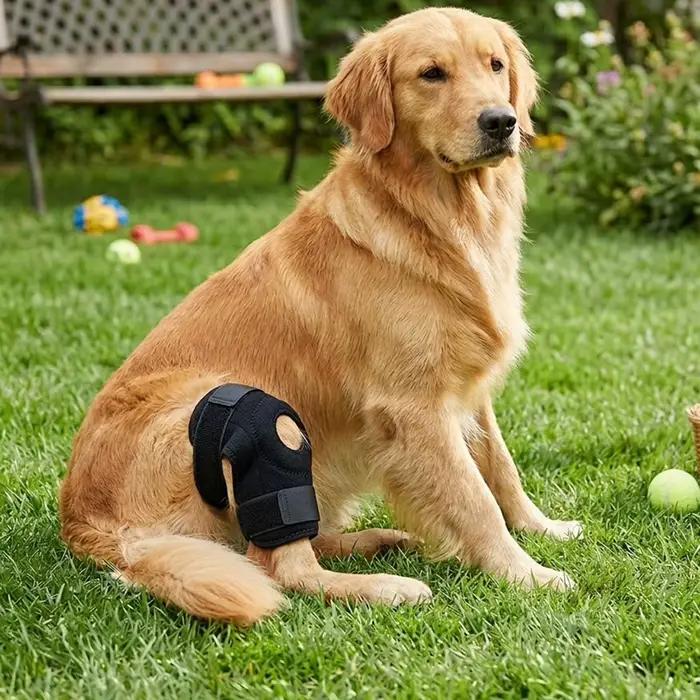 Attelle de genou pour chien