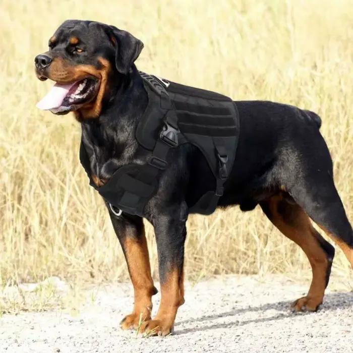 Harnais et laisses pour chiens