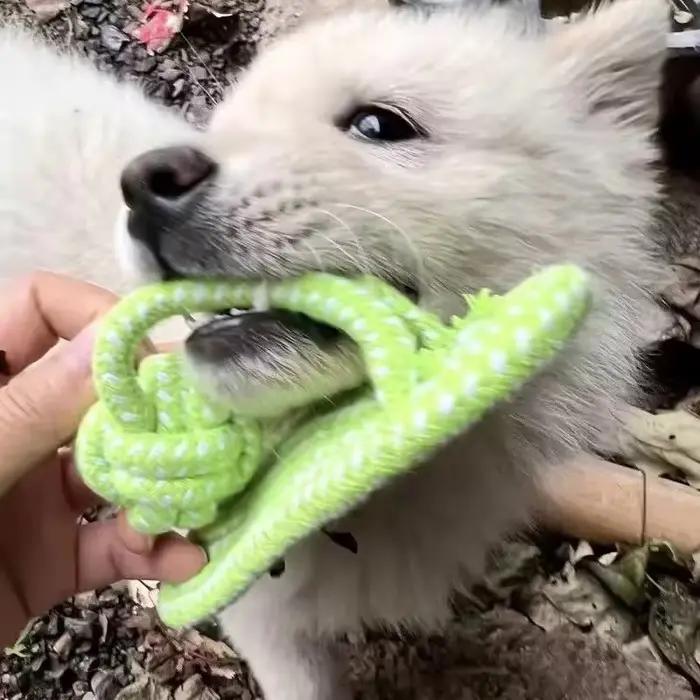 Jouet à nœud de pantoufle en corde de coton pour animaux de compagnie