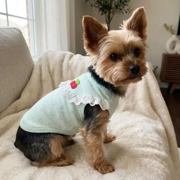 Gilet en dentelle pour chien à col volanté