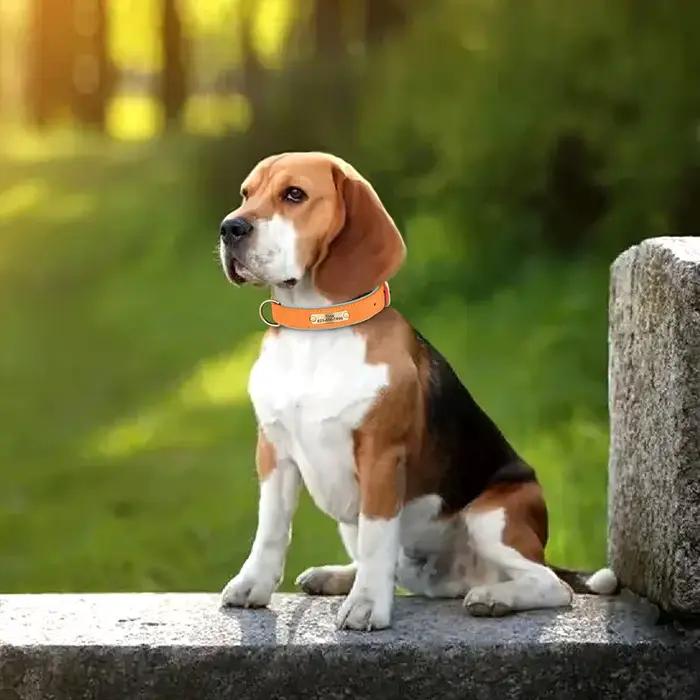 Collier de chien en cuir PU personnalisé