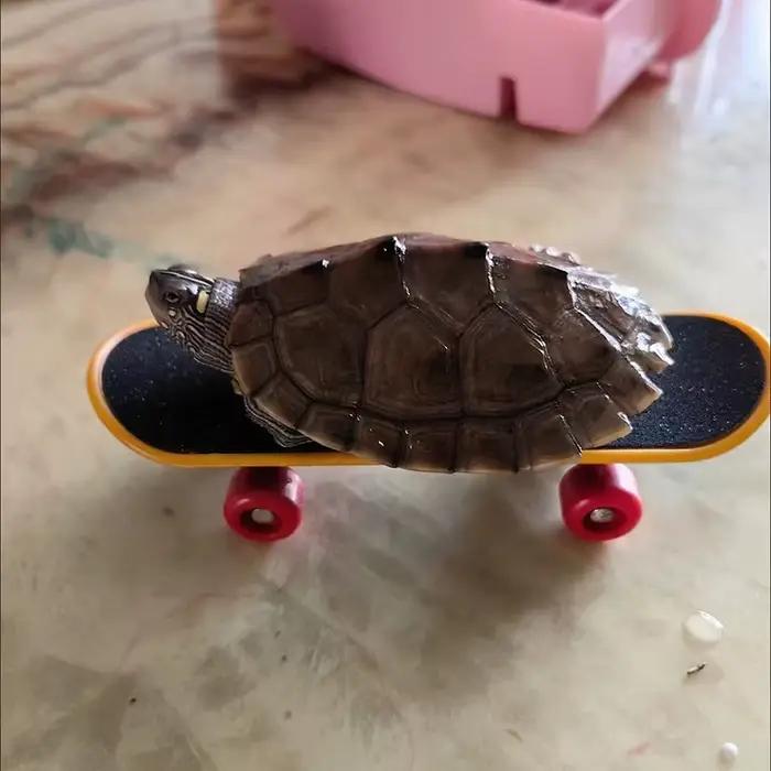 Jouet pour animaux de compagnie : Mini-trotinette