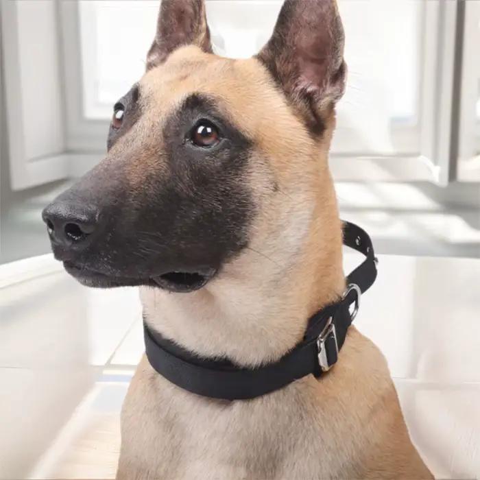 Collier d'entraînement pour chien réglable et pratique