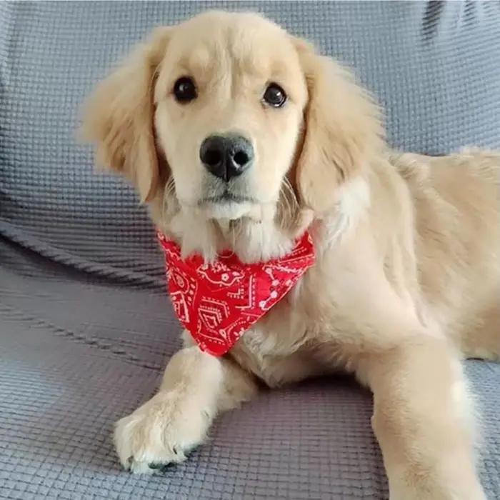 Collier bandana pour chien