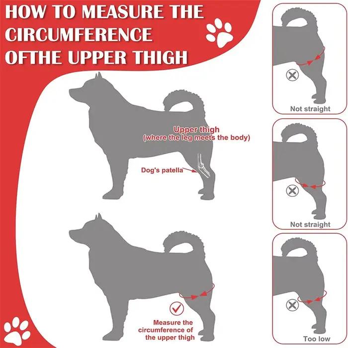 Genouillère pour chien de compagnie