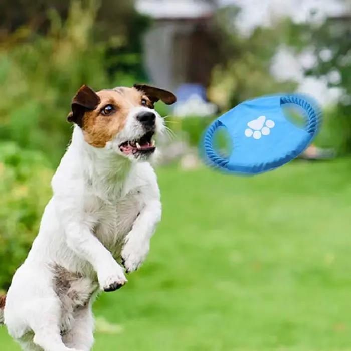 Jouet interactif Durable pour chien