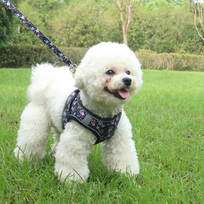 Ensemble de harnais et laisse pour petit chien