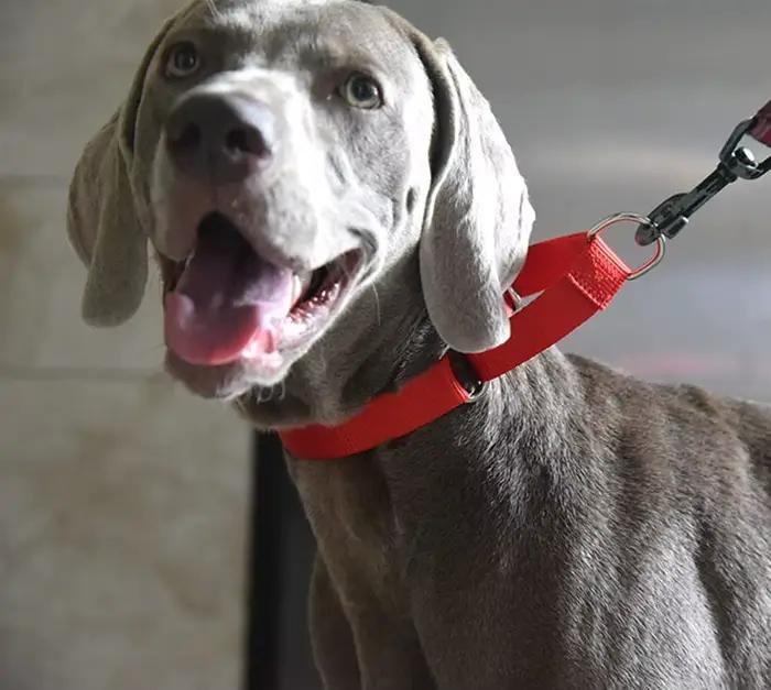 Collier Martingale pour chiens de petite à grande taille
