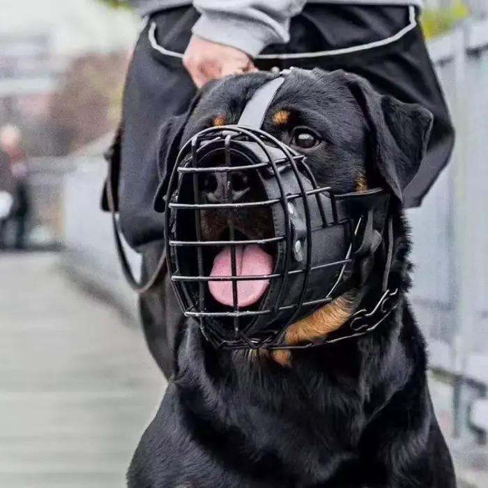 Muselière pour chien réglable en acier inoxydable - Couverture d'entraînement respirante anti-morsure avec boucle pour