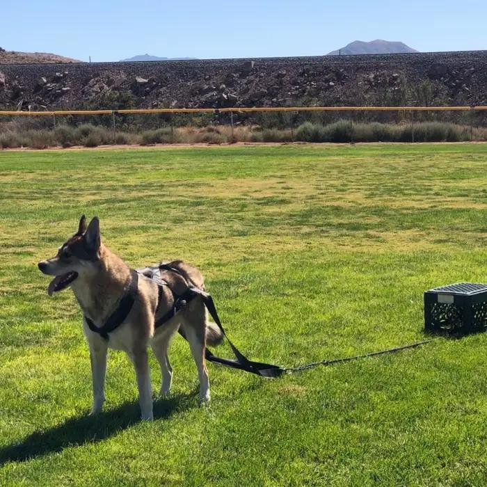 Grande ceinture de sécurité de traîneau de laisse d'entraînement de traction de chien de travail pour l'entraînement au