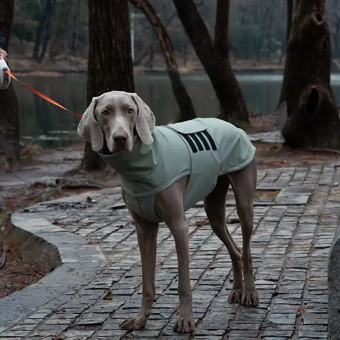 Imperméable pour chien de petite et grande taille