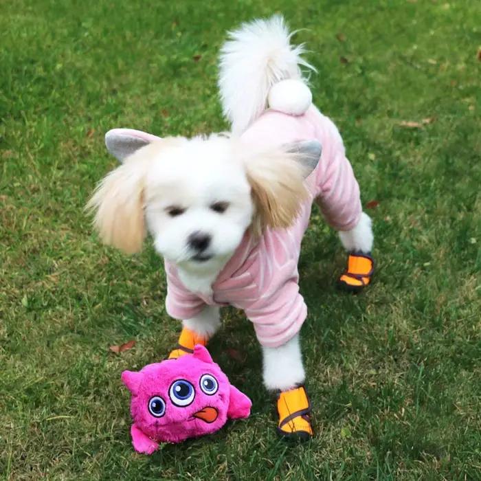 Jouets interactifs pour chiens