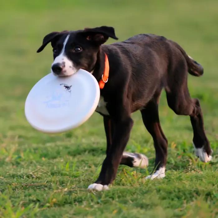 Disque d'entraînement pour chien-animal de compagnie durable pour la formation des chiots et des chiens adultes