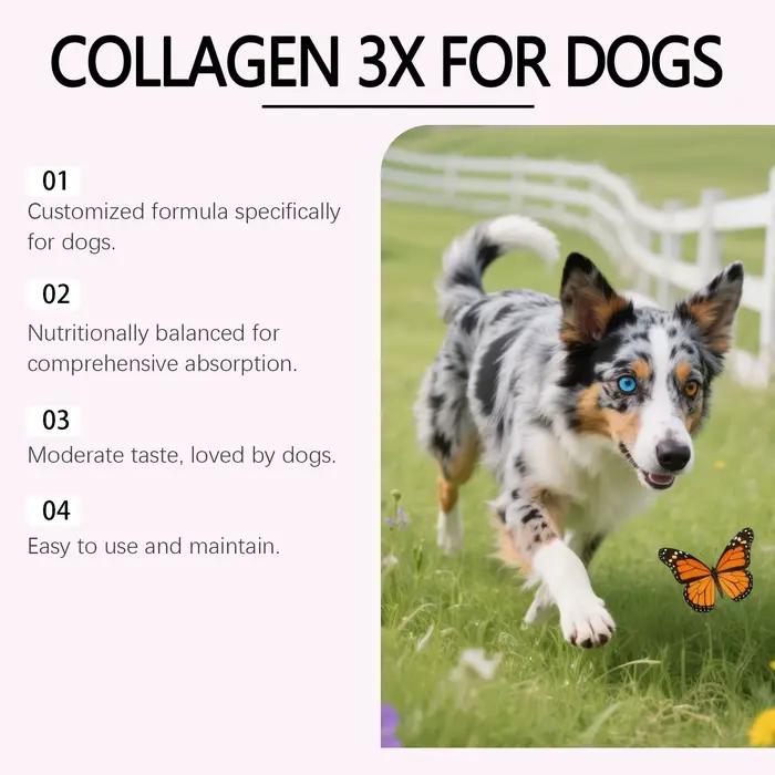 Gouttes de collagène liquide pour chiens : réparation intestinale