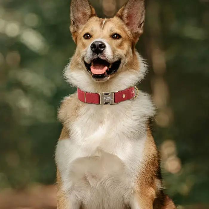 Collier de chien personnalisé colliers de chiens en nylon durables