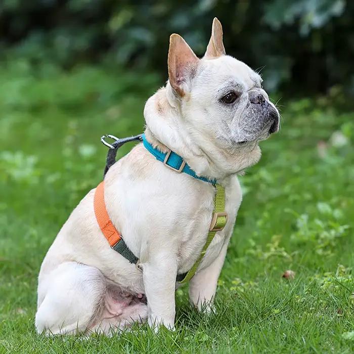 Harnais pour chien – Easy on And Off