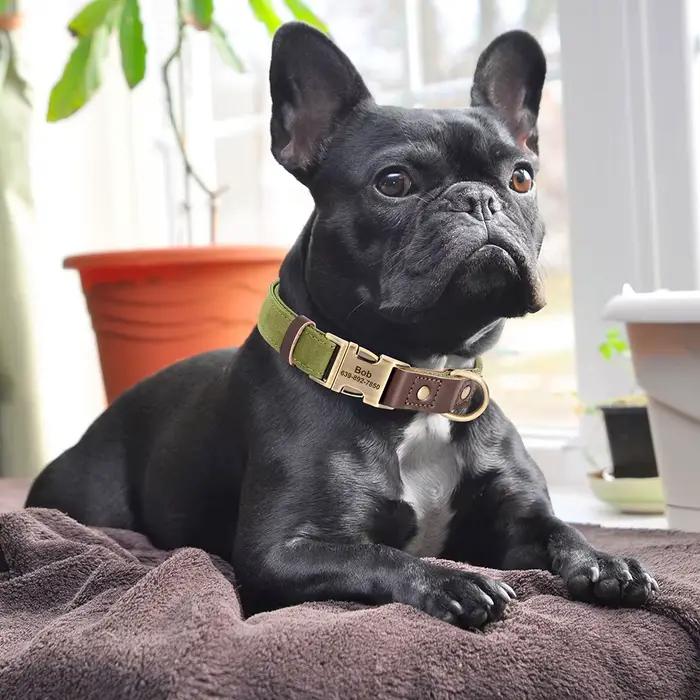 Collier de chien personnalisé colliers