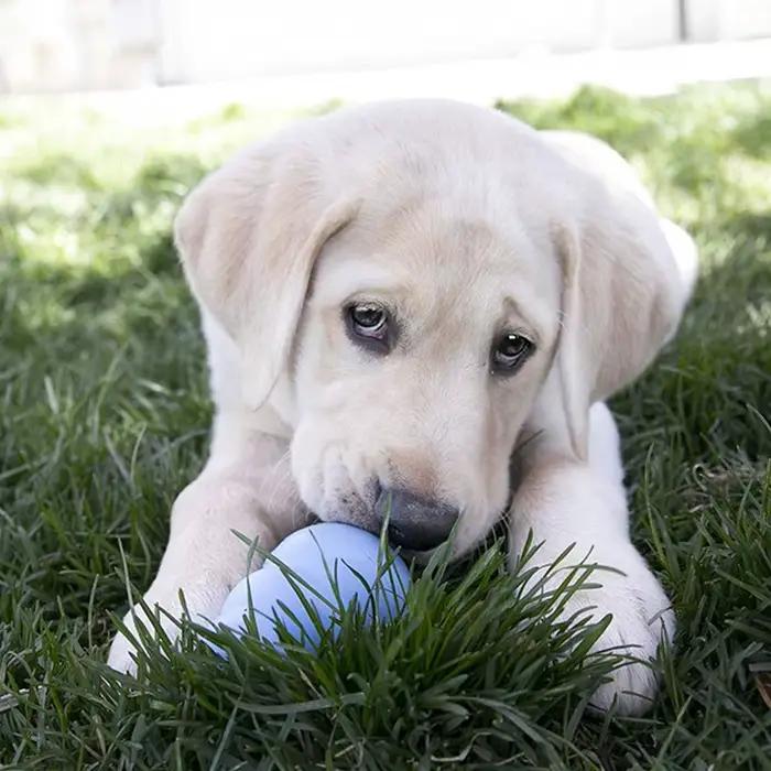 Jouet à mâcher pour chien en caoutchouc de dentition naturel chiot avec votre choix de XS-L