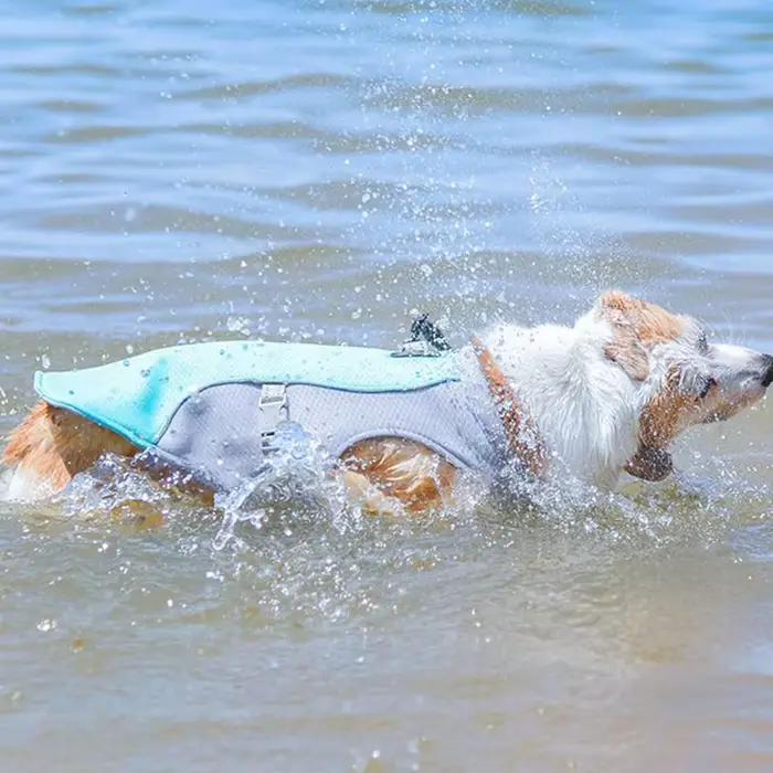 Gilet rafraîchissant pour chien