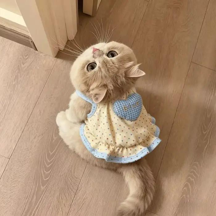 Robes et tenues pour animaux de compagnie à motif à pois