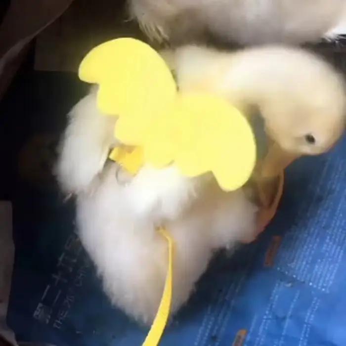 Laisse de canard à ailes mignonnes