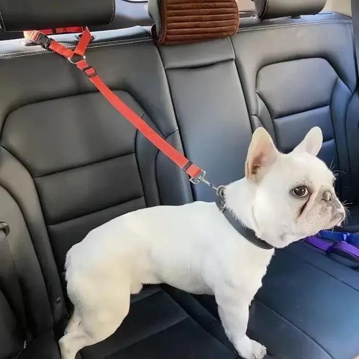 Ceinture de sécurité pour animaux de compagnie