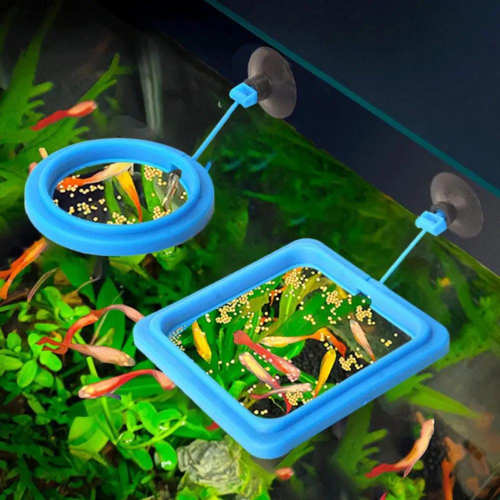 Station d'alimentation flottante bleue pour aquarium, distributeur de nourriture anti-déversement avec ventouse pour poissons