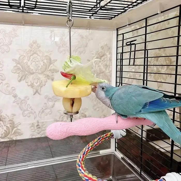 Mangeoire à perroquets en acier inoxydable pour animaux de compagnie, fourchette à fruits et maïs, j