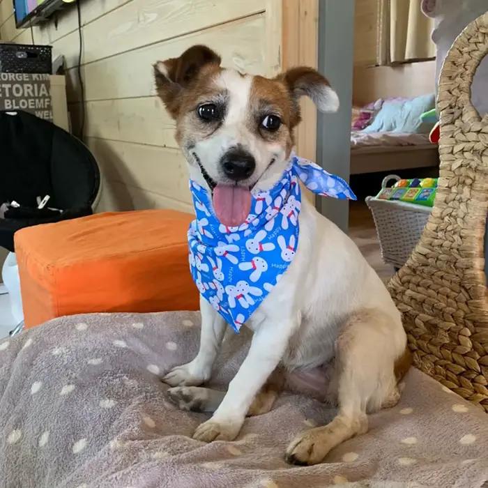 10/40/80 pièces 4 Types de tailles Bandana pour chien 100% coton respirant moyen grand accessoires p