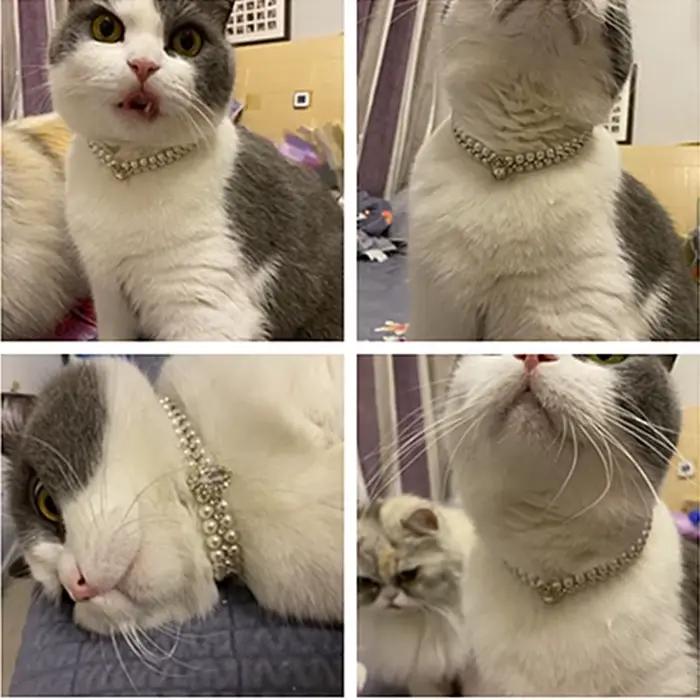 Collier de perles de luxe pour chat et chiot, collier en strass pour chats, petits chiens, Ragdoll,