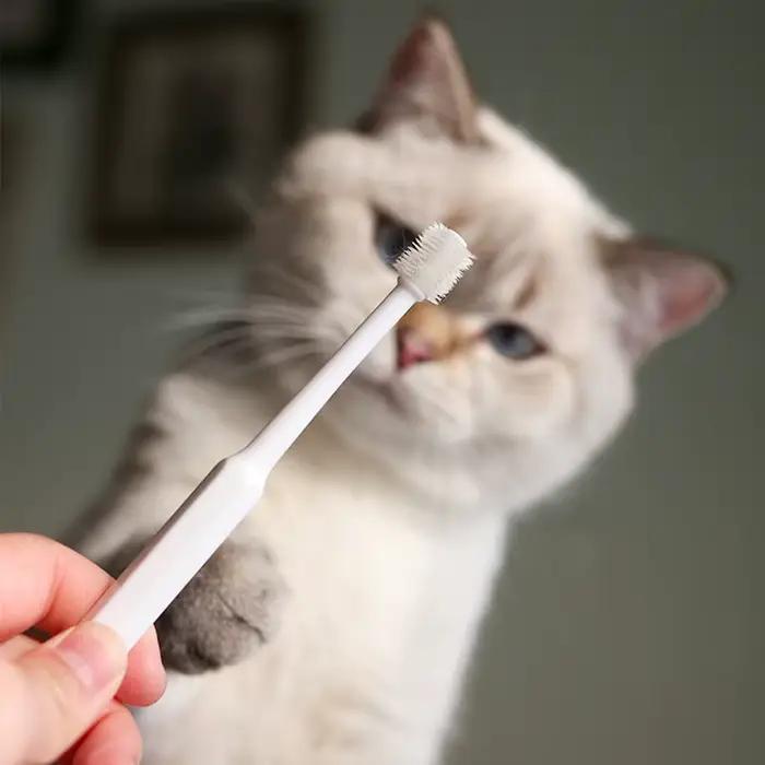 Brosse à dents pour chat, accessoire doux pour le nettoyage de la bouche, produits pour animaux de c