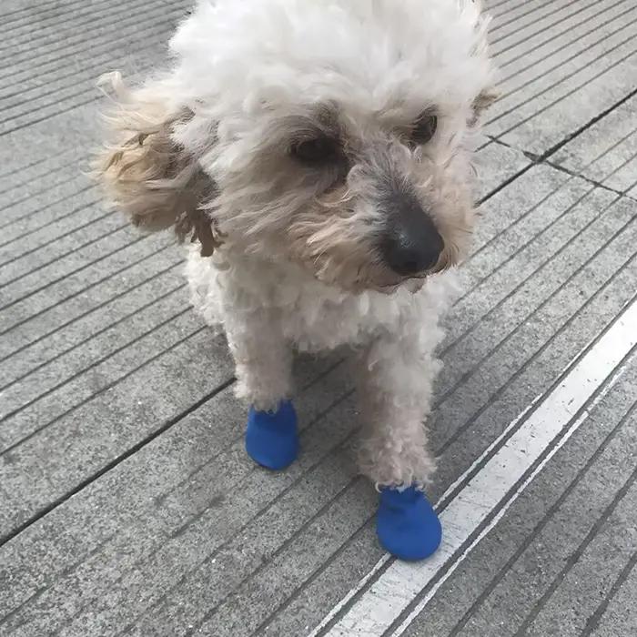 Chaussures de pluie imperméables pour animaux de compagnie, botte en caoutchouc anti-ald pour chien,