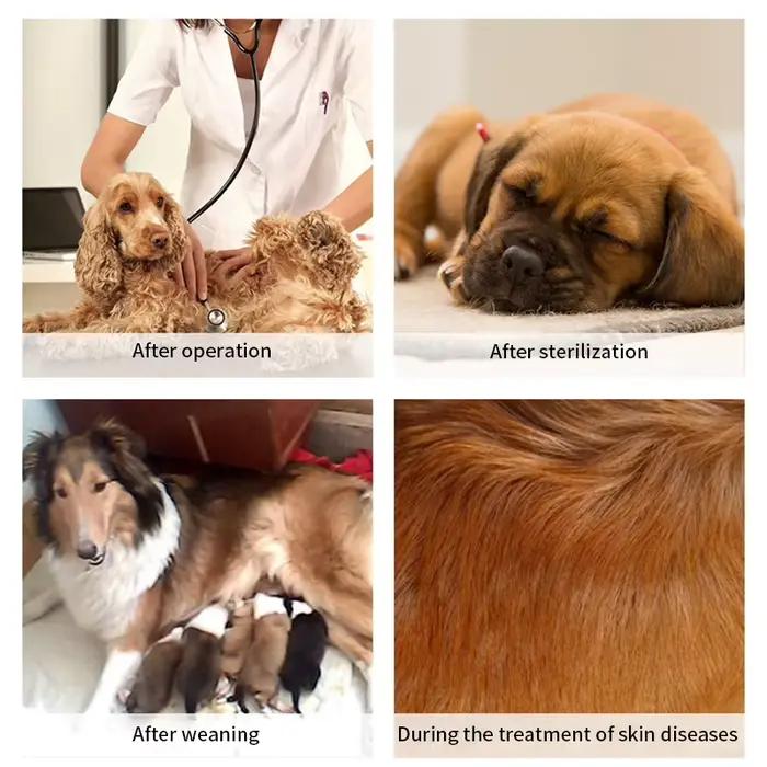 Combinaison à quatre pattes pour chiens, vêtements de récupération, stérilisation pour animaux de co