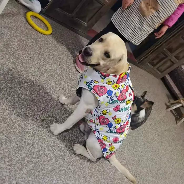 Veste imperméable pour grand chien, manteau d'automne et d'hiver pour animaux de compagnie avec bouc