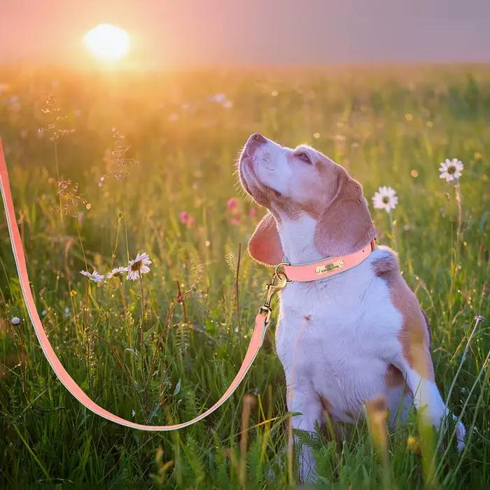 Collier d'identification de chien personnalisé avec laisse, ensemble collier et laisse en cuir PU re