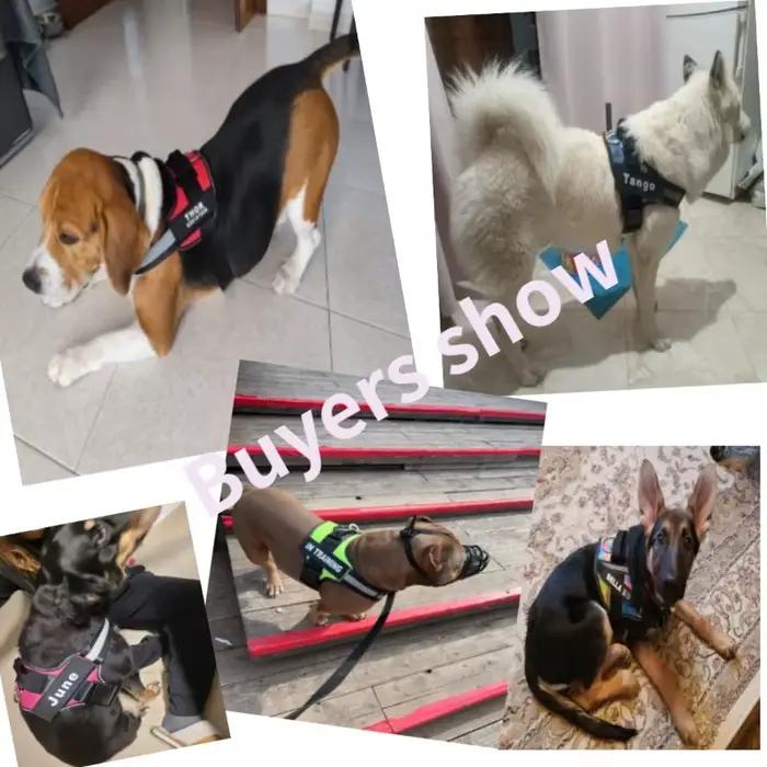 Chien personnalisé SFP Casting réglable sans nervure pour animaux de compagnie, glaçure pour petits,