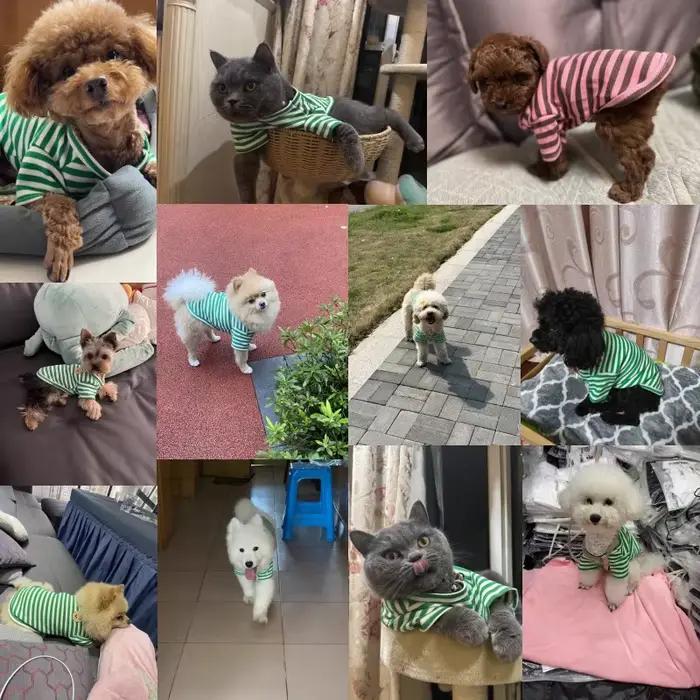 Vêtements d'été pour animaux de compagnie pour petits chiens, chemise à la mode pour chien, imprimé