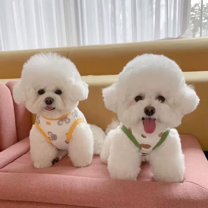 Vêtements pour animaux de compagnie pour chiens et chiots, glathin d'été, pull FN anian, t-shirt imp