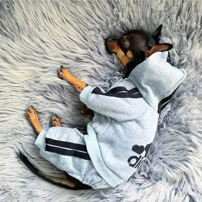 Sweat à capuche pour chien à quatre pattes, combinaison pour chiot, salopette avec lettres pour peti