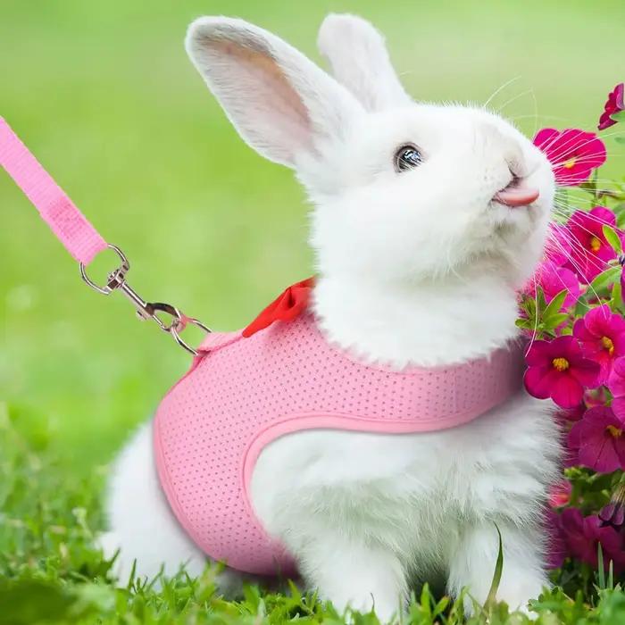 Laisse de gilet rembourrée confortable sans traction pour lapin, harnais de lapin, petit animal de c