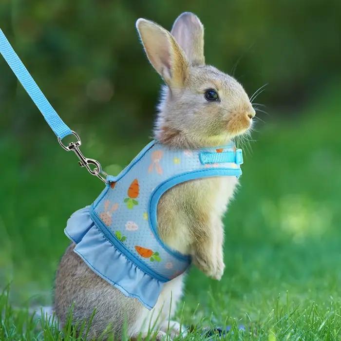 Harnais de lapin avec laisse, jolie boucle réglable, gilet en maille respirante, jupe pour lapin, co