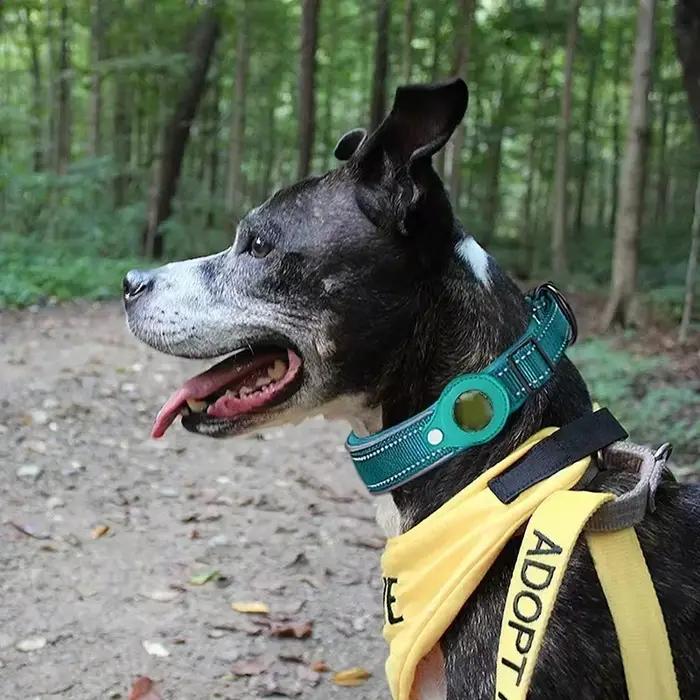 Collier Anti-perte pour chien, étui de protection Airtag étanche, collier réfléchissant pour animaux