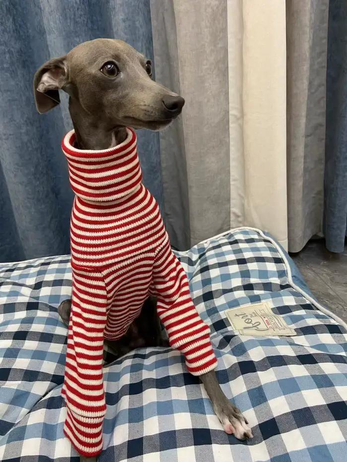 Pull à rayures rouges lévrier italien, manteau à col roulé Whippet, vêtements chauds et extensibles