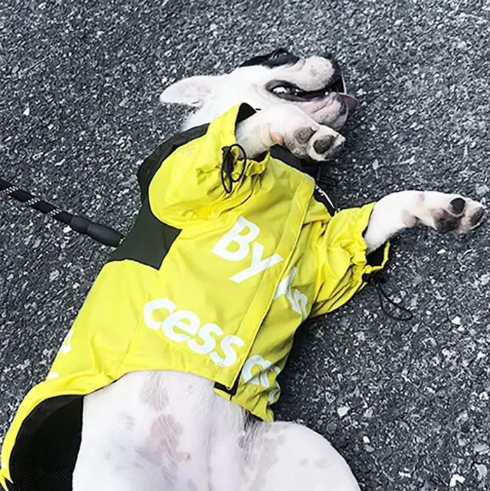Manteau imperméable pour chien, veste réfléchissante à capuche pour chien, vêtements d'extérieur pou
