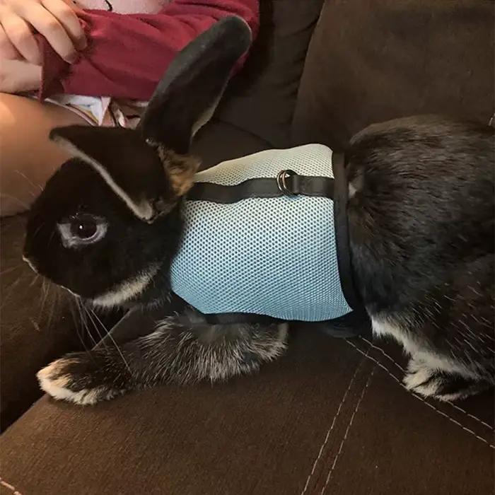 Harnais et laisse réglables solides pour animaux de compagnie, pour lapin, chat, furets, marche en p