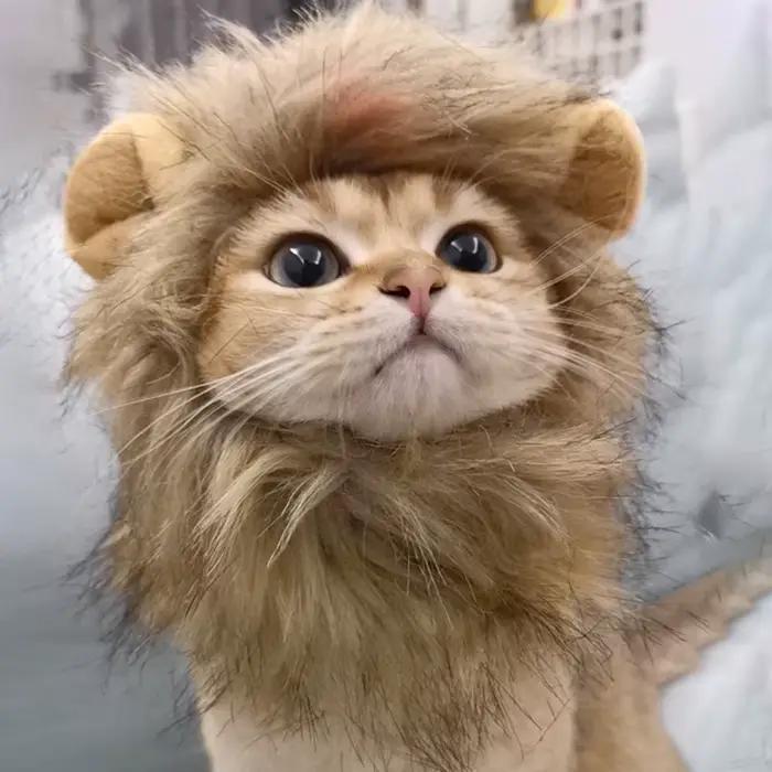 Chapeau de perruque de crinière de chat mignon pour chiens et chats, casquette de cheveux de paupièr
