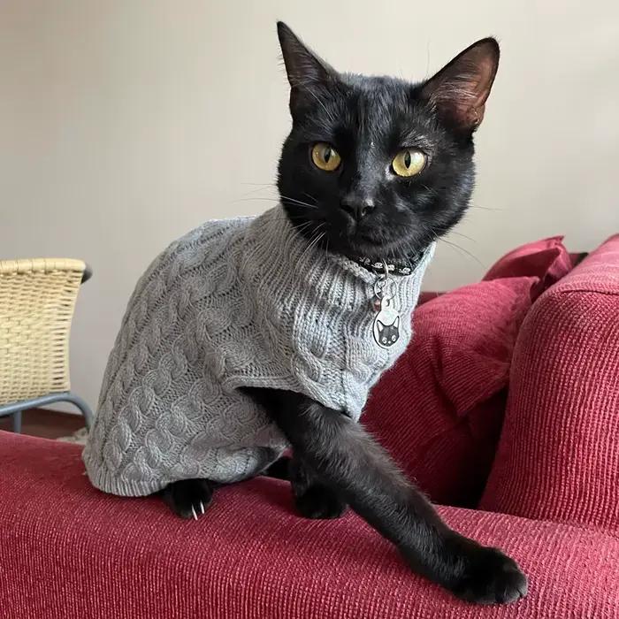 Chaud tricoté Sphynx chat pull hiver vêtements pour animaux de compagnie pour chats mascotas vêtemen