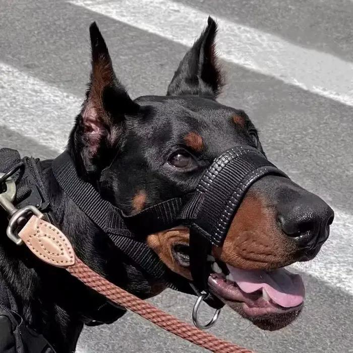 Muselière pour chien Anti-morsure et Anti-aboiement